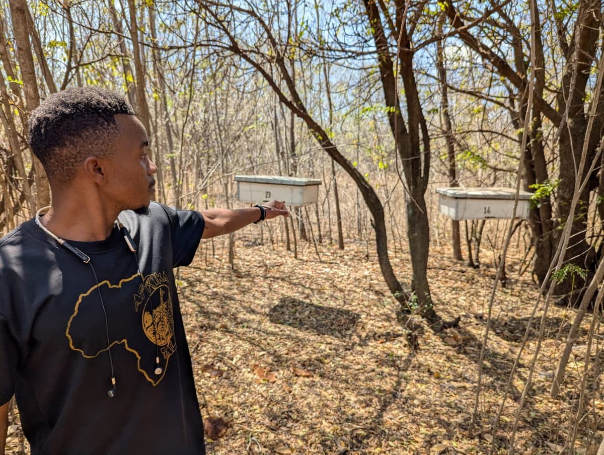 Beehive inspection field exercise